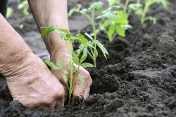Ordonanţa privind produsele agroalimentare ecologice a fost modificată
